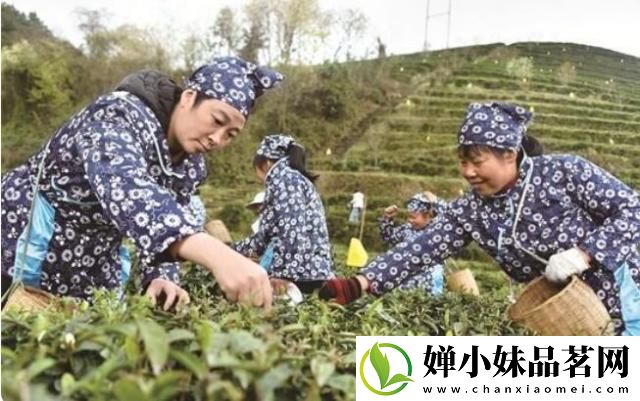 重庆涪陵区：万亩茶园吐新芽 春茶飘香采摘忙