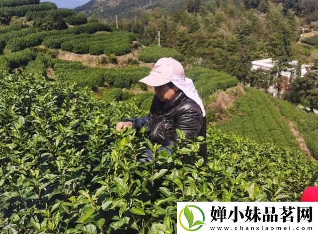 温州平阳早茶开采 预计今年春茶产值1.1亿元